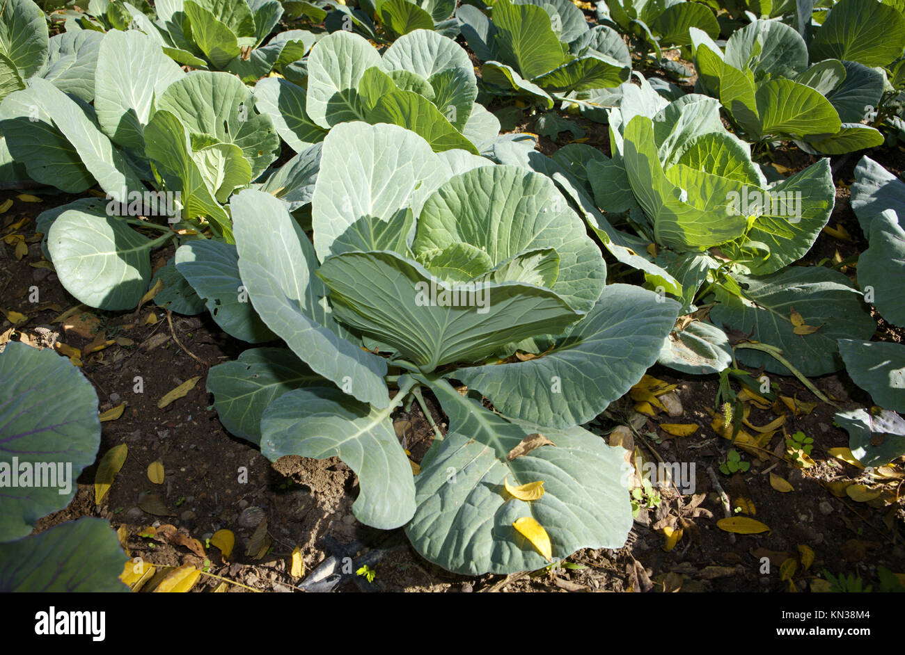Green cabbage or Brassica oleracea, on vegetable garden bed. Stock Photo