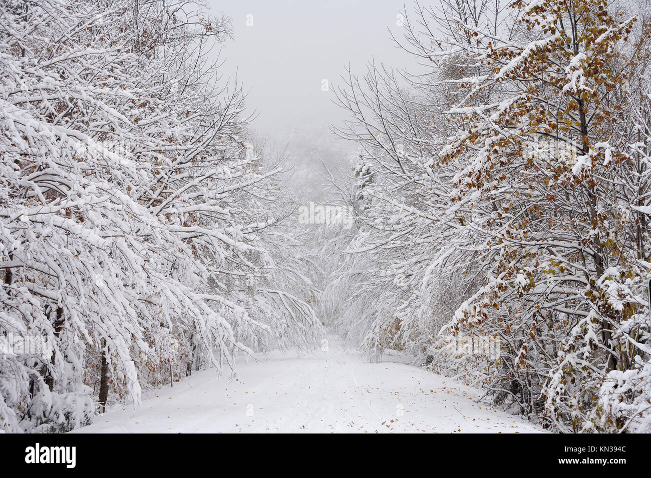 An early autumn snowfall on the Smugglers Notch (Rt. 108) road, Stowe