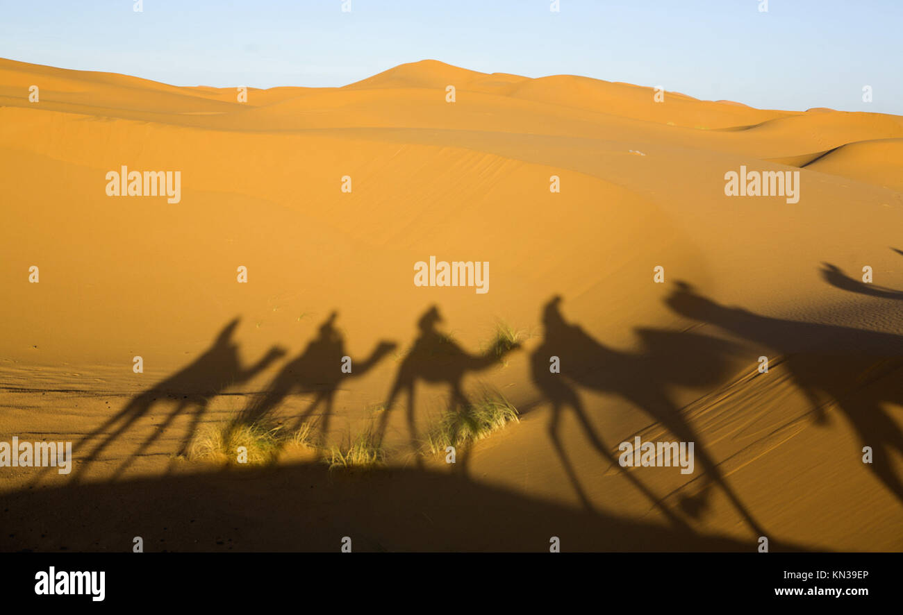 Tourists are led through the dunes to a local oasis on camels. Stock Photo