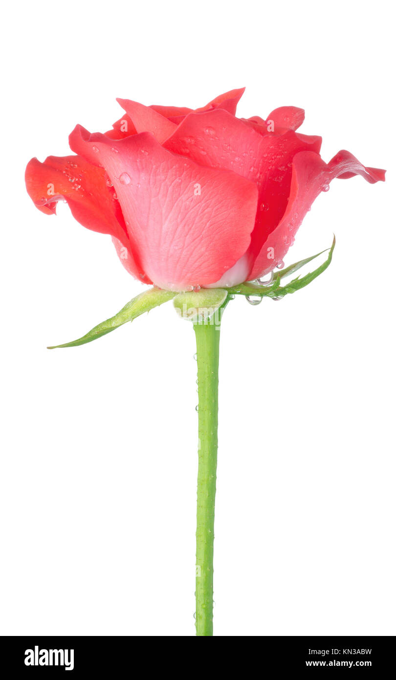 Red Rose Isolated On A White Background Stock Photo Alamy