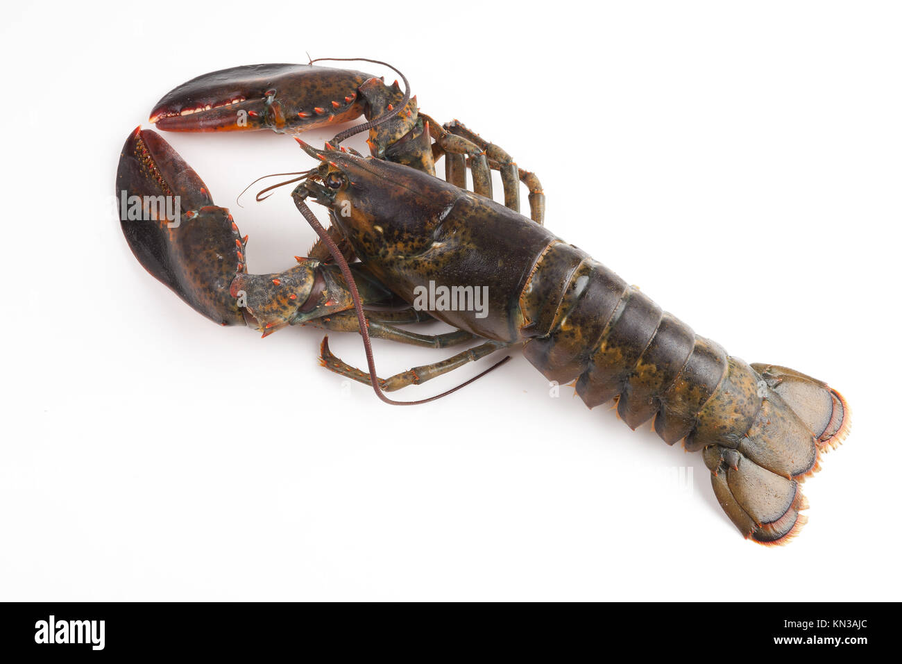 top view of wild lobster Stock Photo Alamy