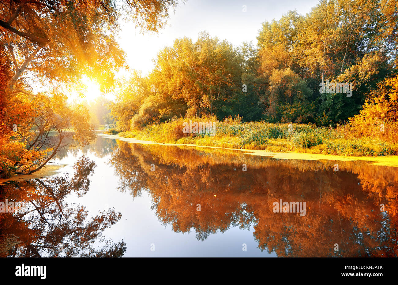 River in a delightful autumn forest at sunny day. Stock Photo
