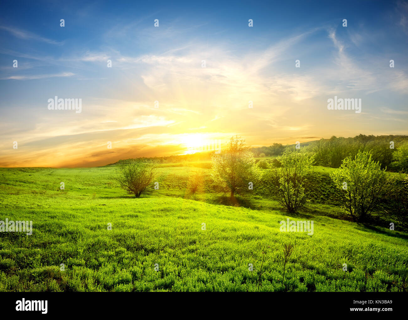 Green fields of grass and trees at sunset Stock Photo - Alamy