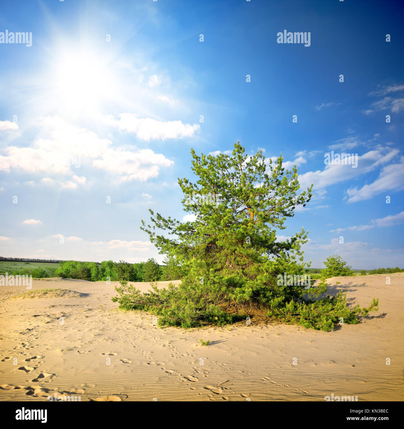 Green pine tree in the desert in the afternoon Stock Photo Alamy