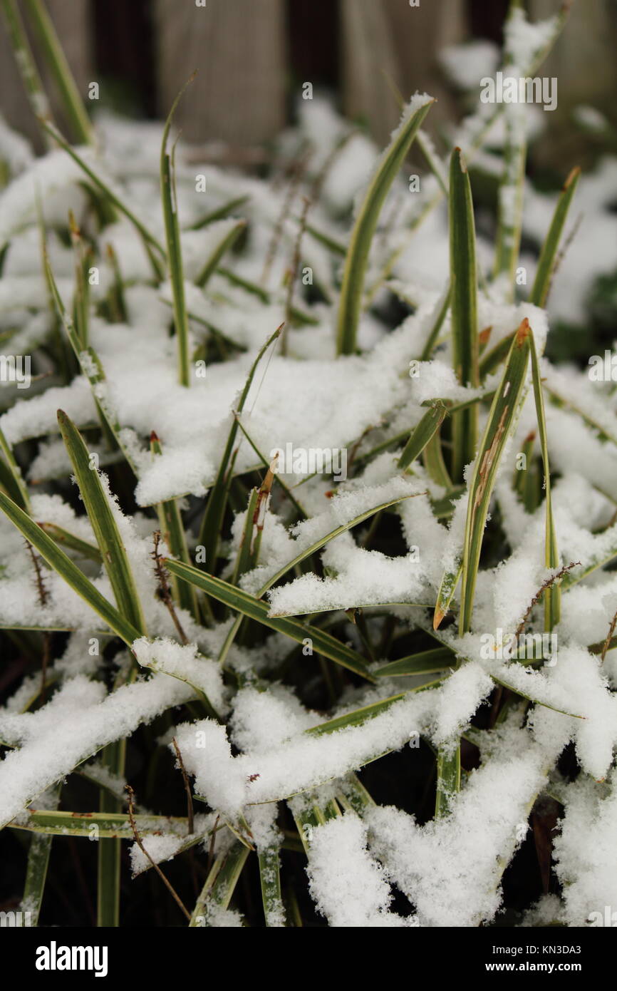 Snowcovered Monkey Grass Stock Photo Alamy
