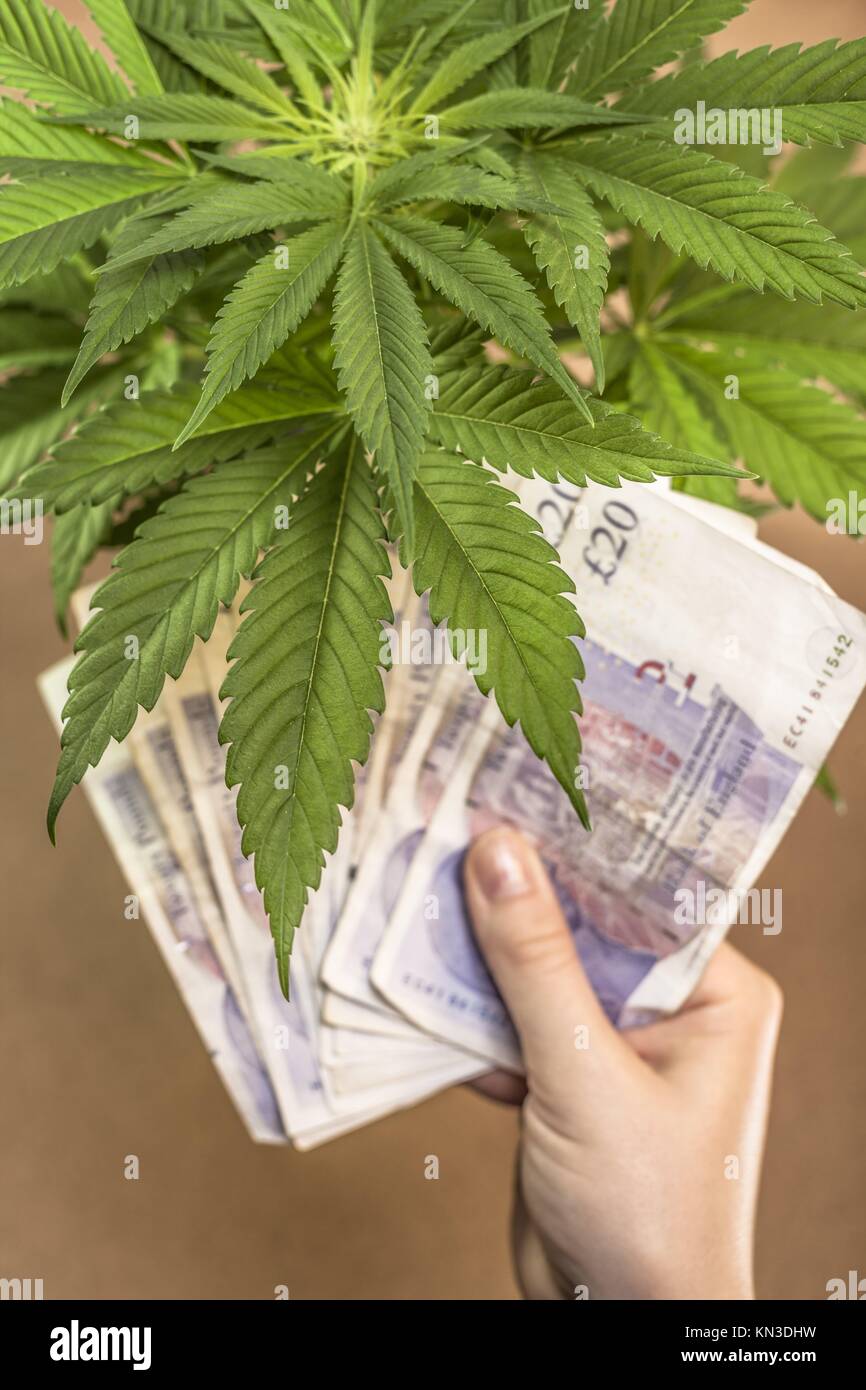 https://c8.alamy.com/comp/KN3DHW/marijuana-business-concept-cannabis-plant-and-hand-with-banknotes-KN3DHW.jpg