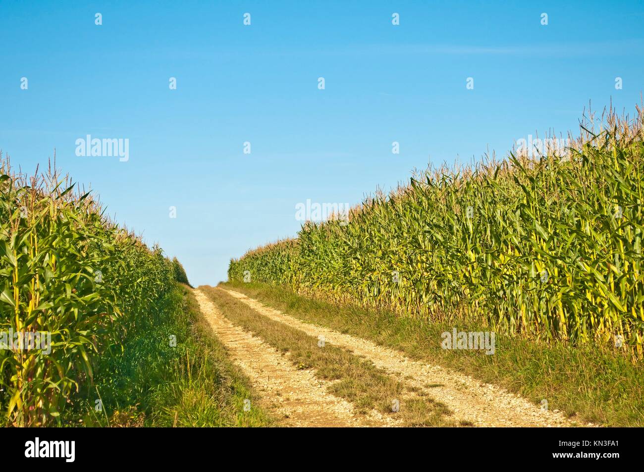 unripe corn in Germany Stock Photo Alamy
