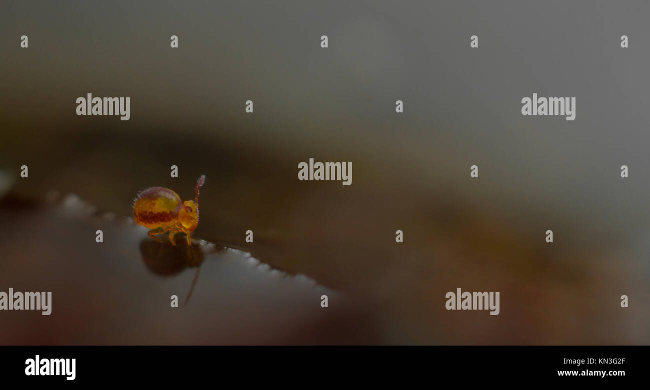 Sminthurides Malmgreni Globular Springtail On The Edge Of A Garden Pond 