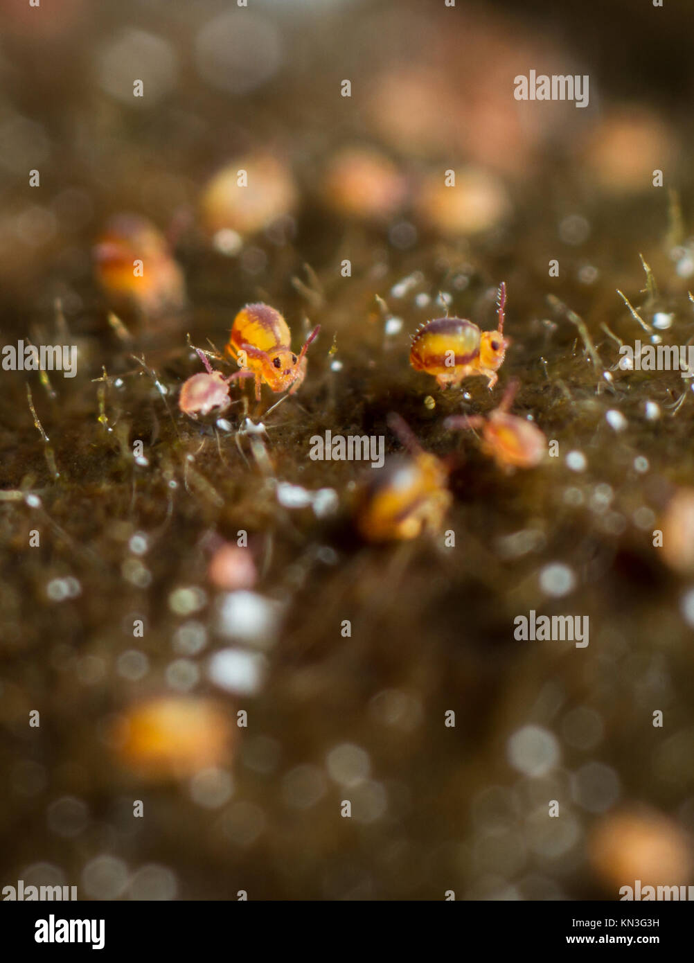 Sminthurides Malmgreni Globular Springtail On The Edge Of A Garden Pond 