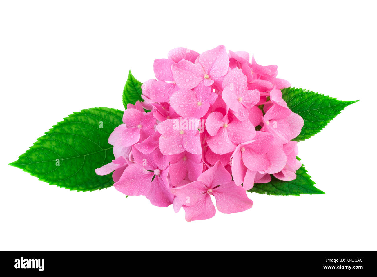 Pink flowers of hydrangea or hortensia isolated on white. Image ...