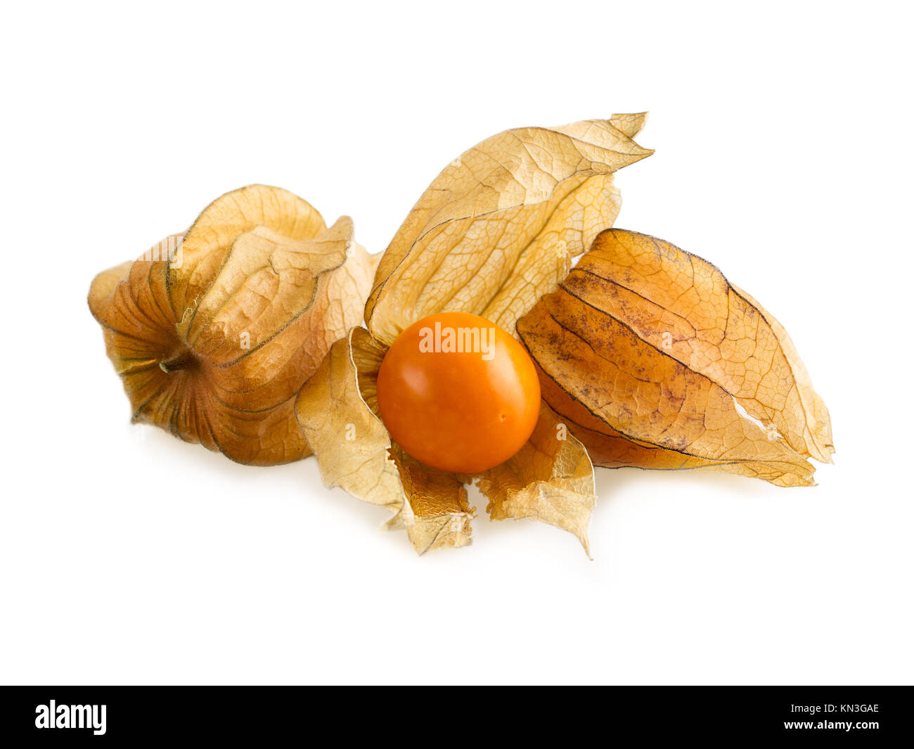 Physalis or cape gooseberry fruit isolated on white. Ripe physalis fruits with calyx open Stock Photo