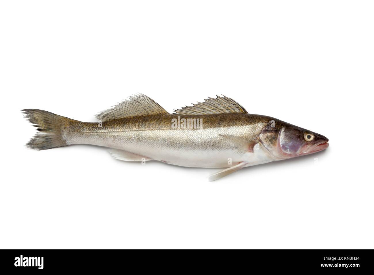 Fresh Zander fish on white background Stock Photo Alamy