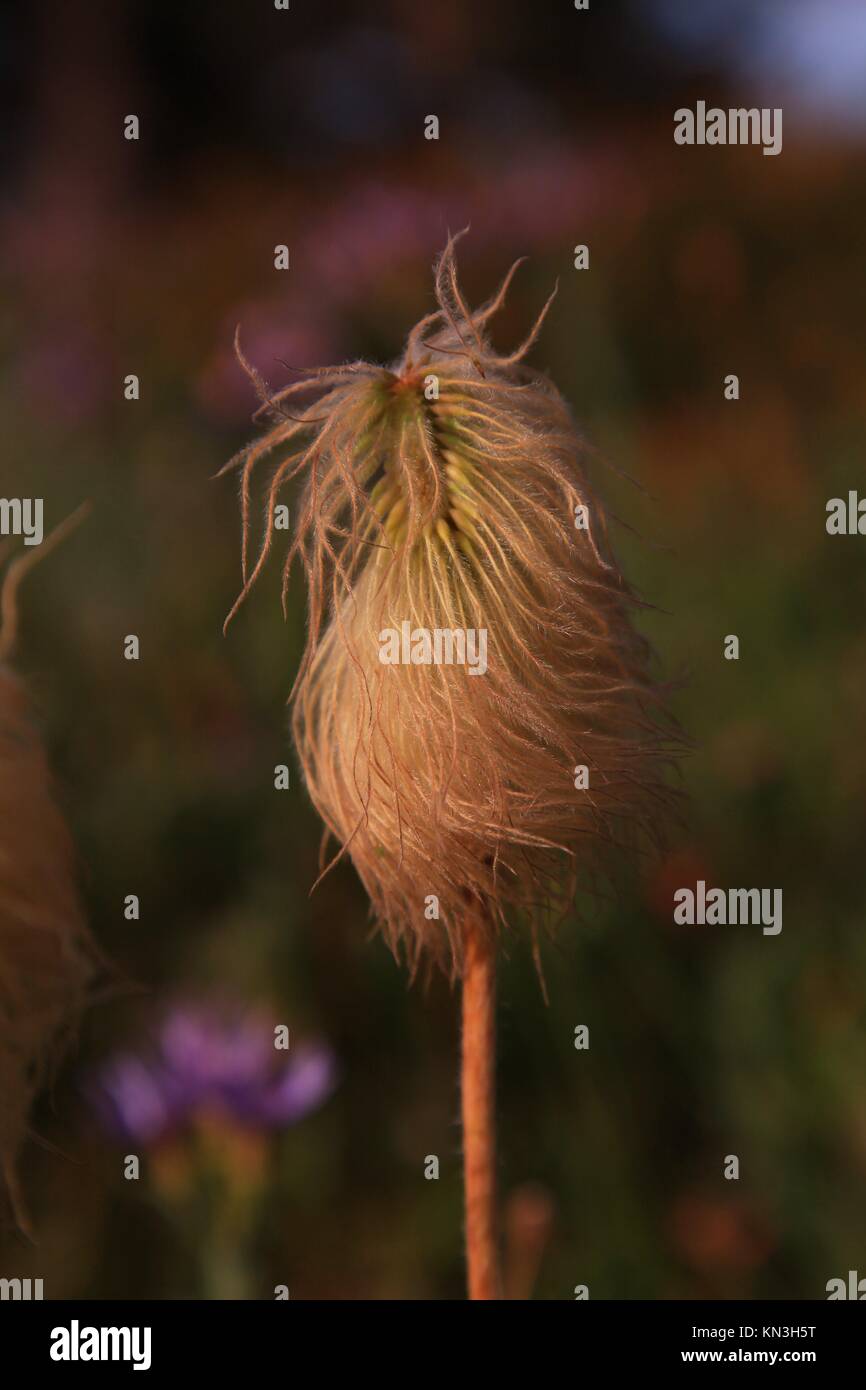 Western Anemone at Paradise Park Stock Photo