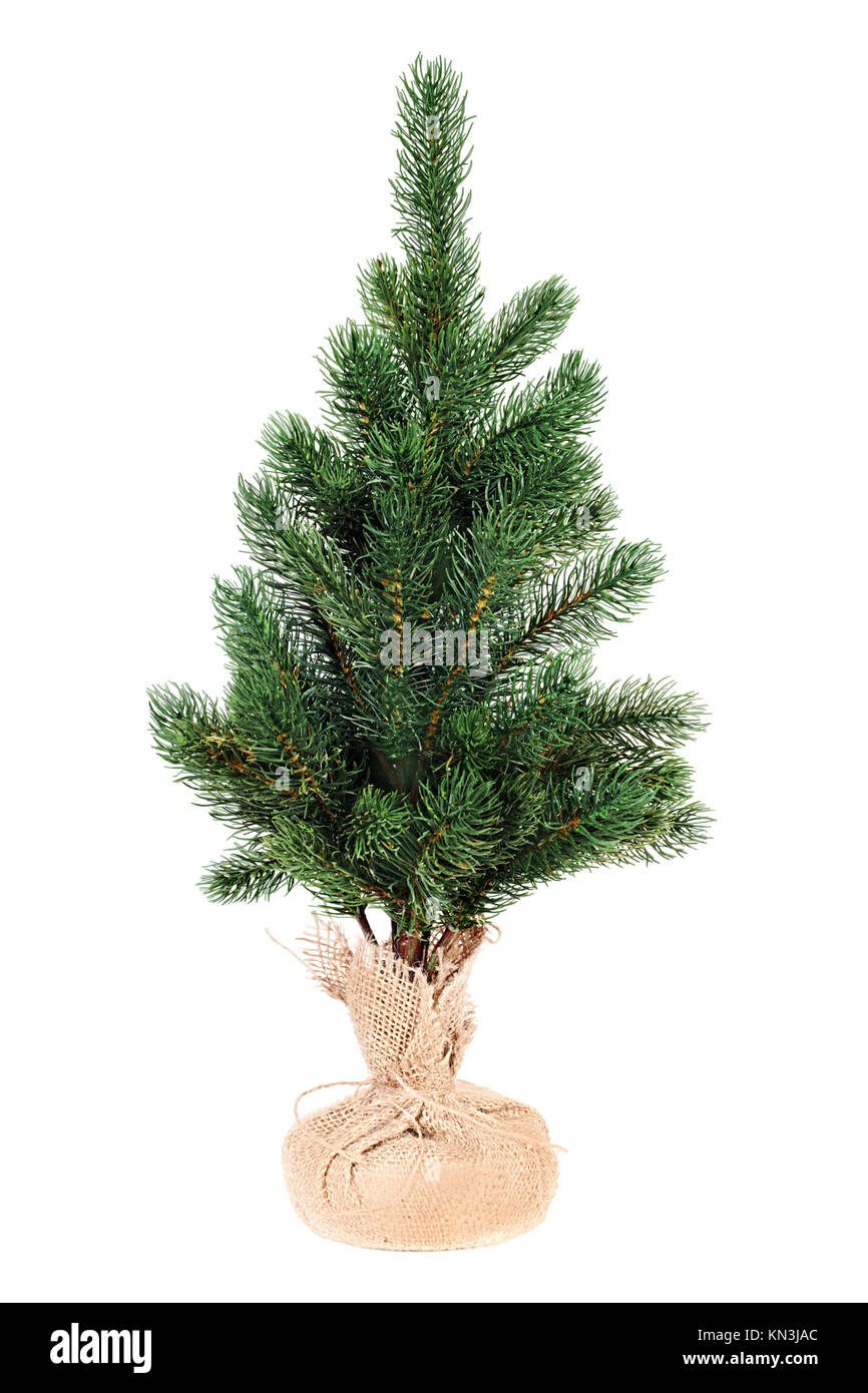 Fir tree for Christmas isolated on white background Stock Photo - Alamy