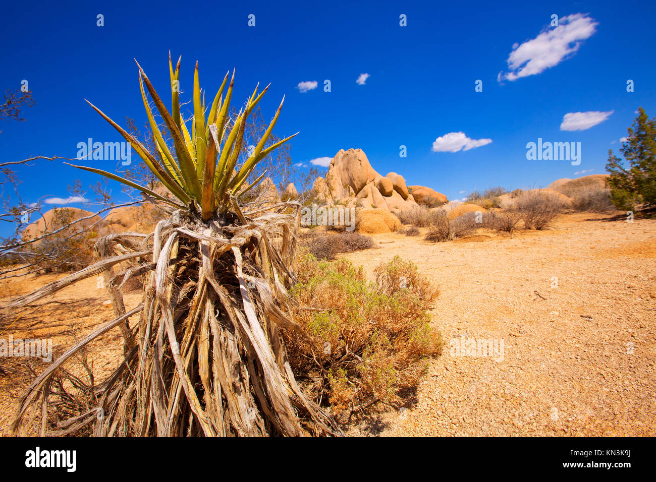 Joshua Tree National Park Yucca Valley in Mohave desert California USA
