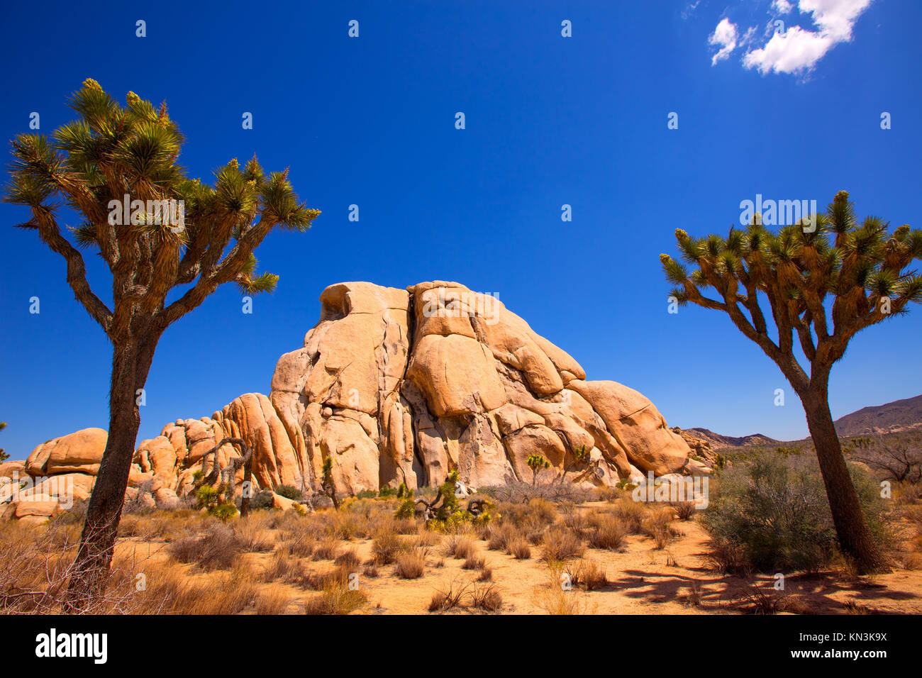 Joshua Tree National Park Yucca Valley in Mohave desert California USA