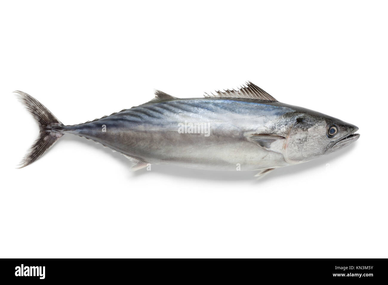 Singlre fresh bonito fish at white background. Stock Photo