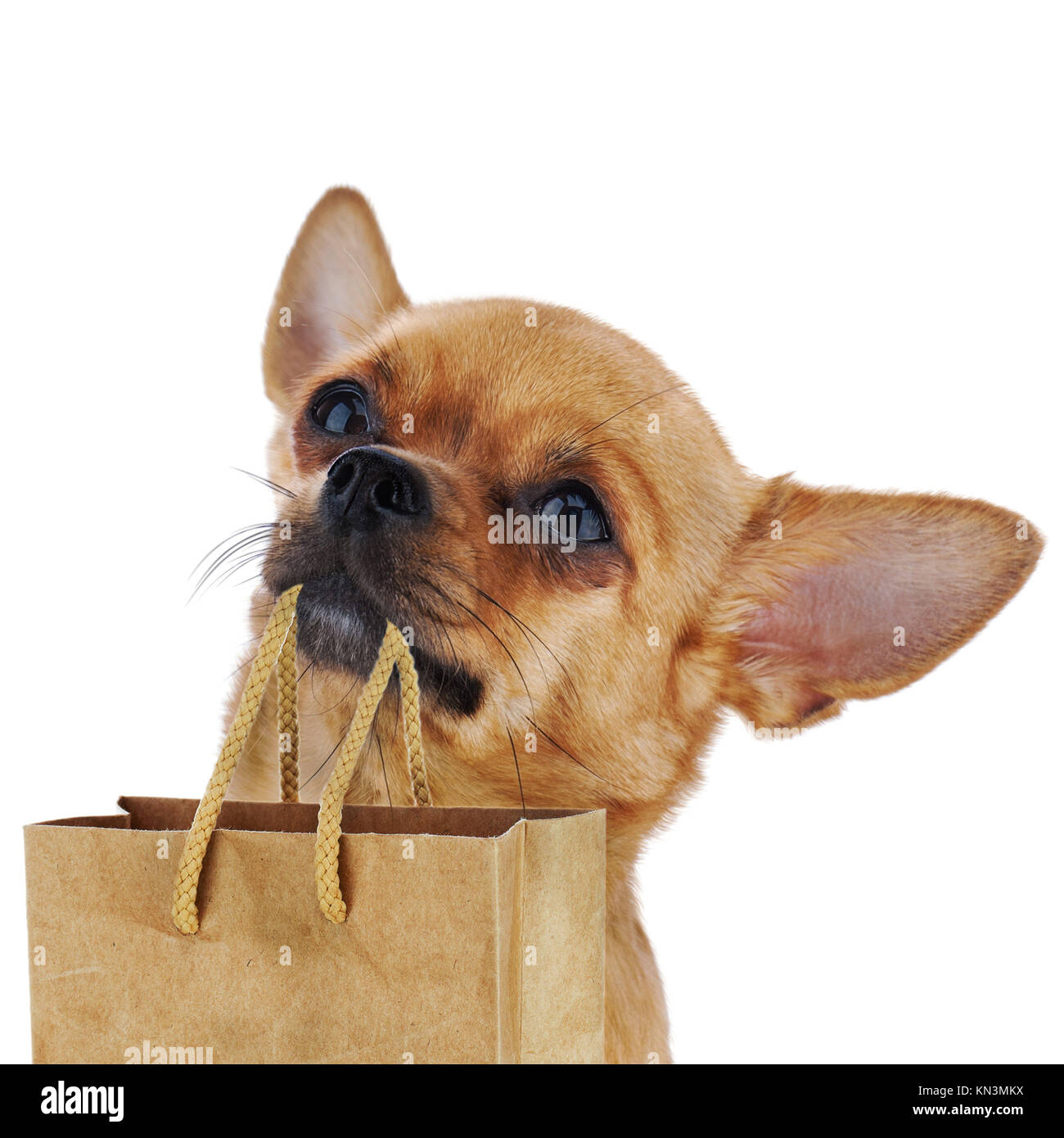 chihuahua dog holding leather bag isolated on yellow studio background,  made with generative ai Stock Illustration