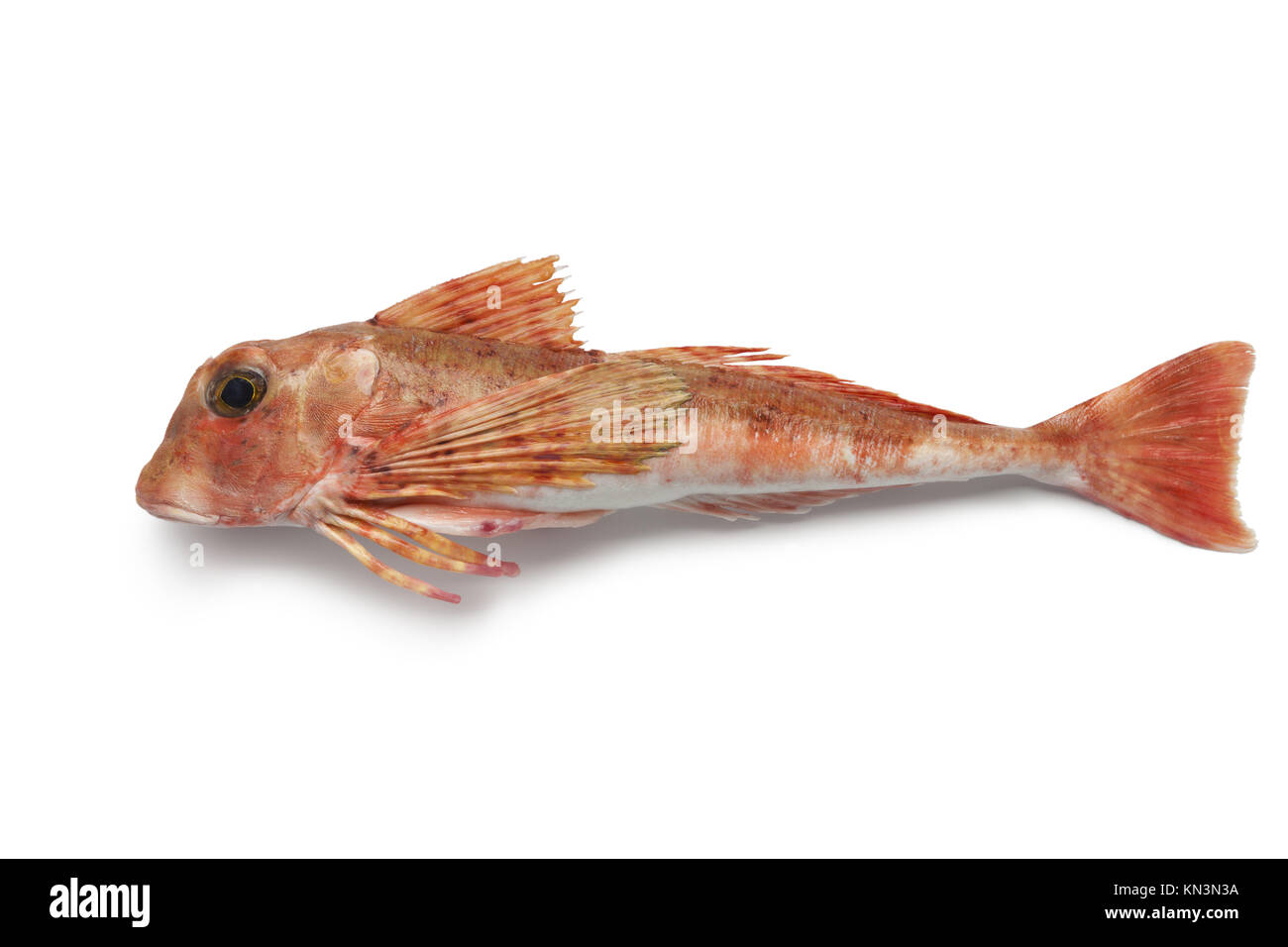 East atlantic tub gurnard on white background Stock Photo Alamy