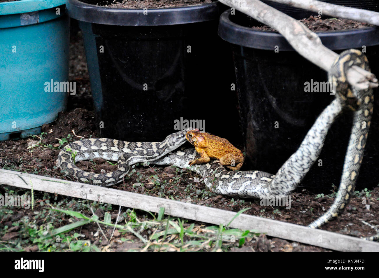 Australian carpet python morelia spilota killing canetoad bufo marinus ...
