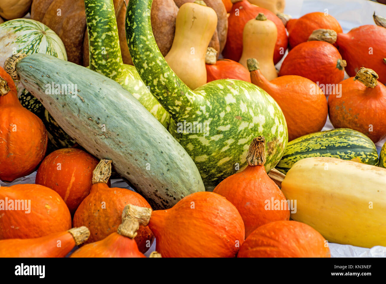 squash in different kinds Stock Photo Alamy