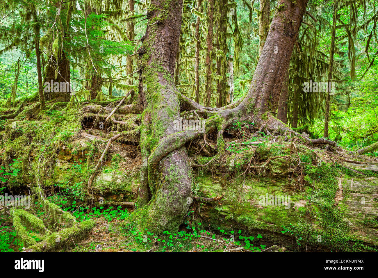 Nurse tree in Olympic National Park, Olympic Peninsula, Washington. Stock photo of young trees growing on and over a downed Nurse Tree in the Hall of Stock Photo