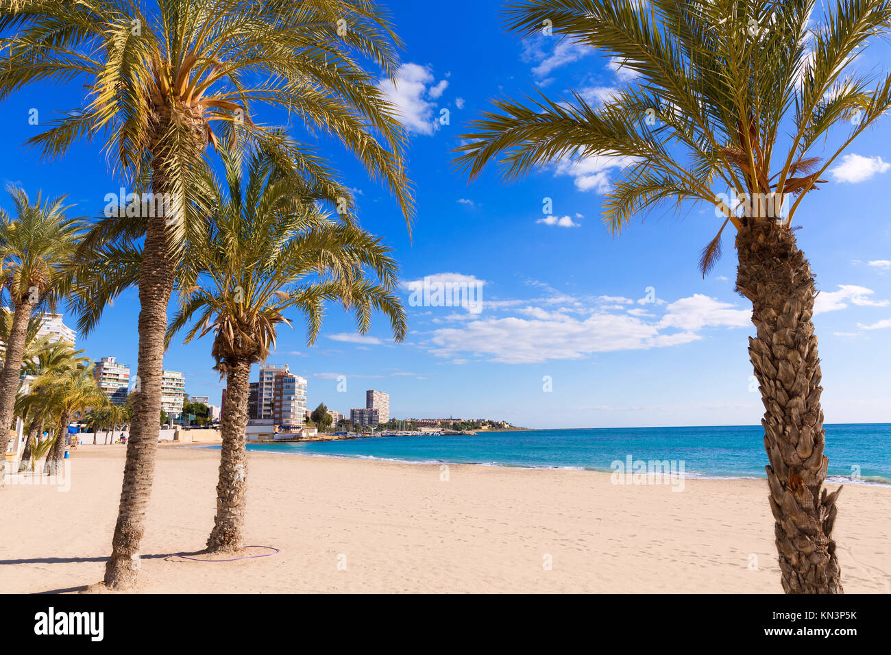 Alicante San Juan beach of La Albufereta with palms trees in Mediterranean Spain. Stock Photo