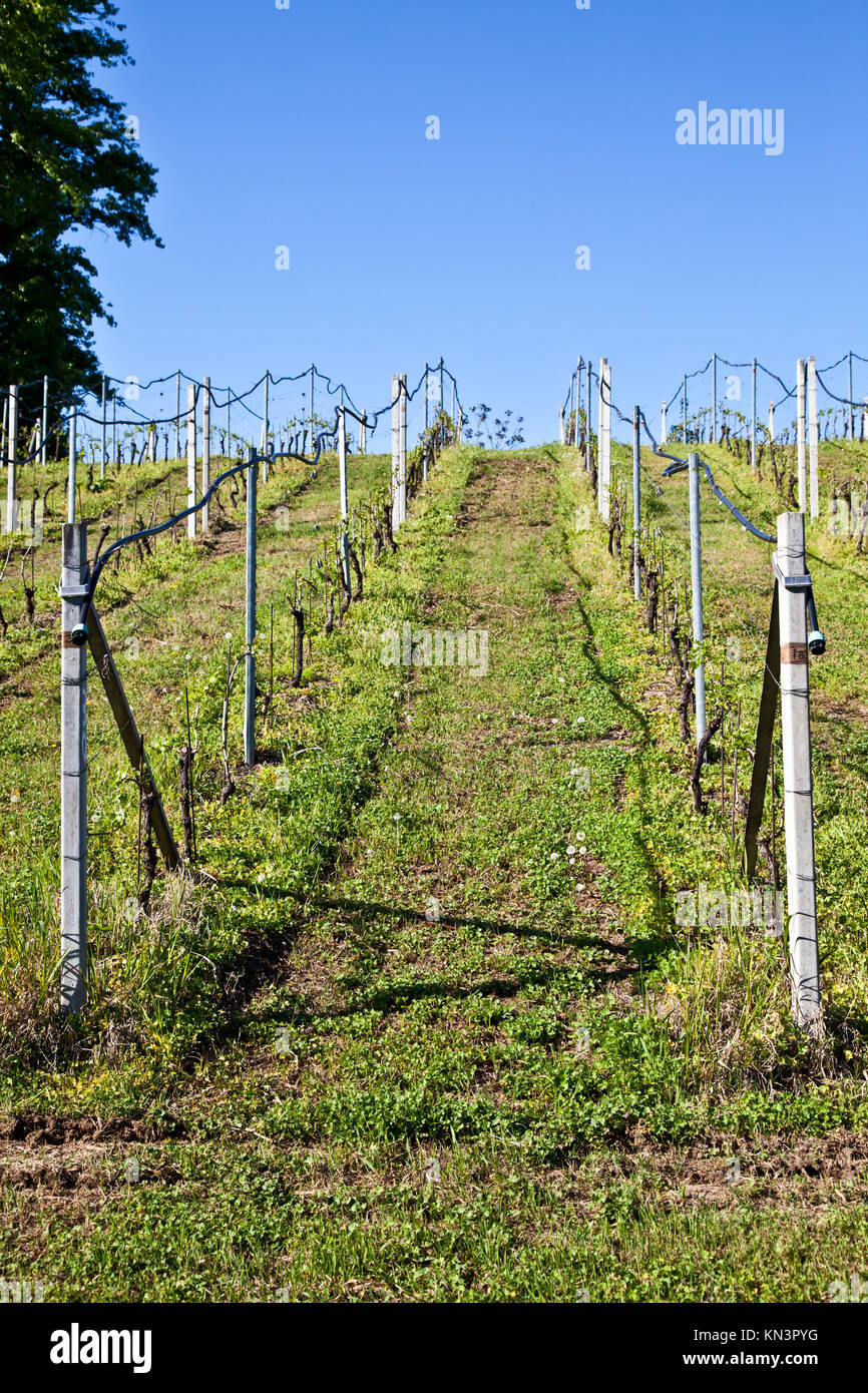 Vineyard drip irrigation hires stock photography and images Alamy