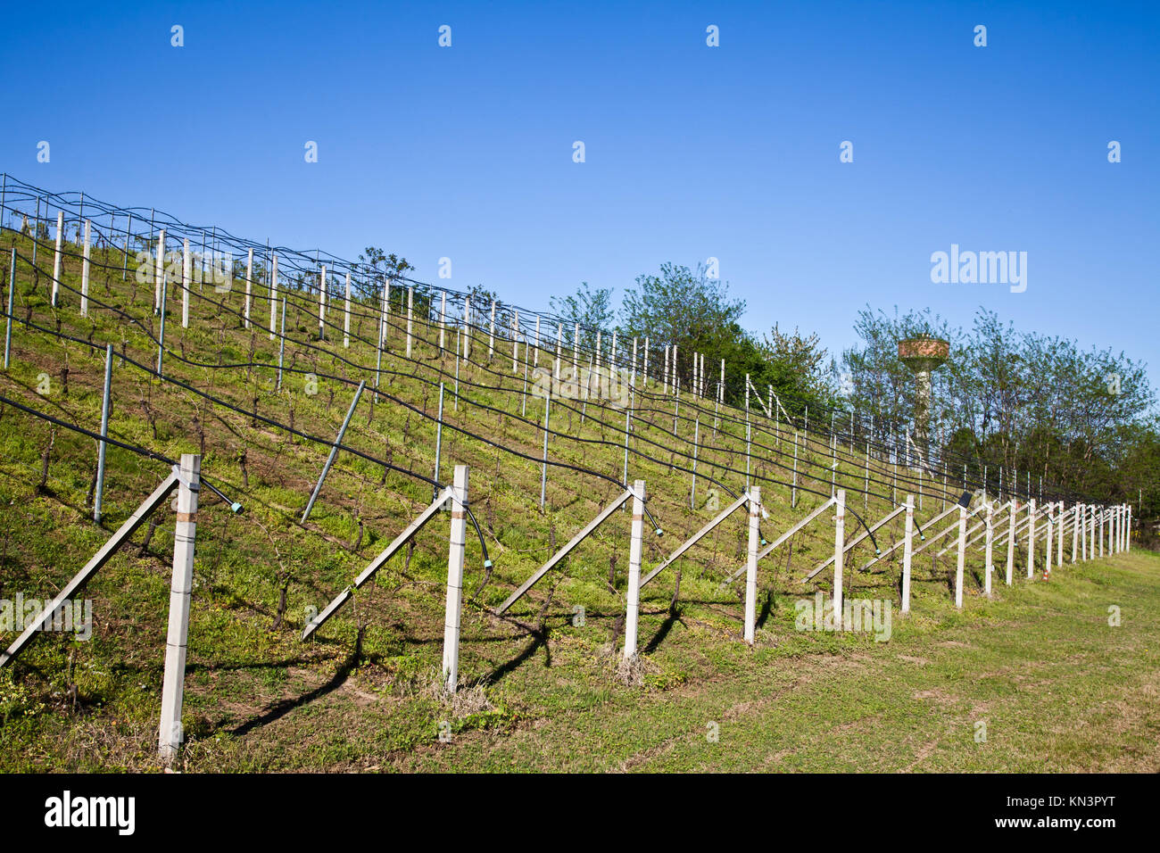 Vineyard with a drip irrigation system running along the top of the