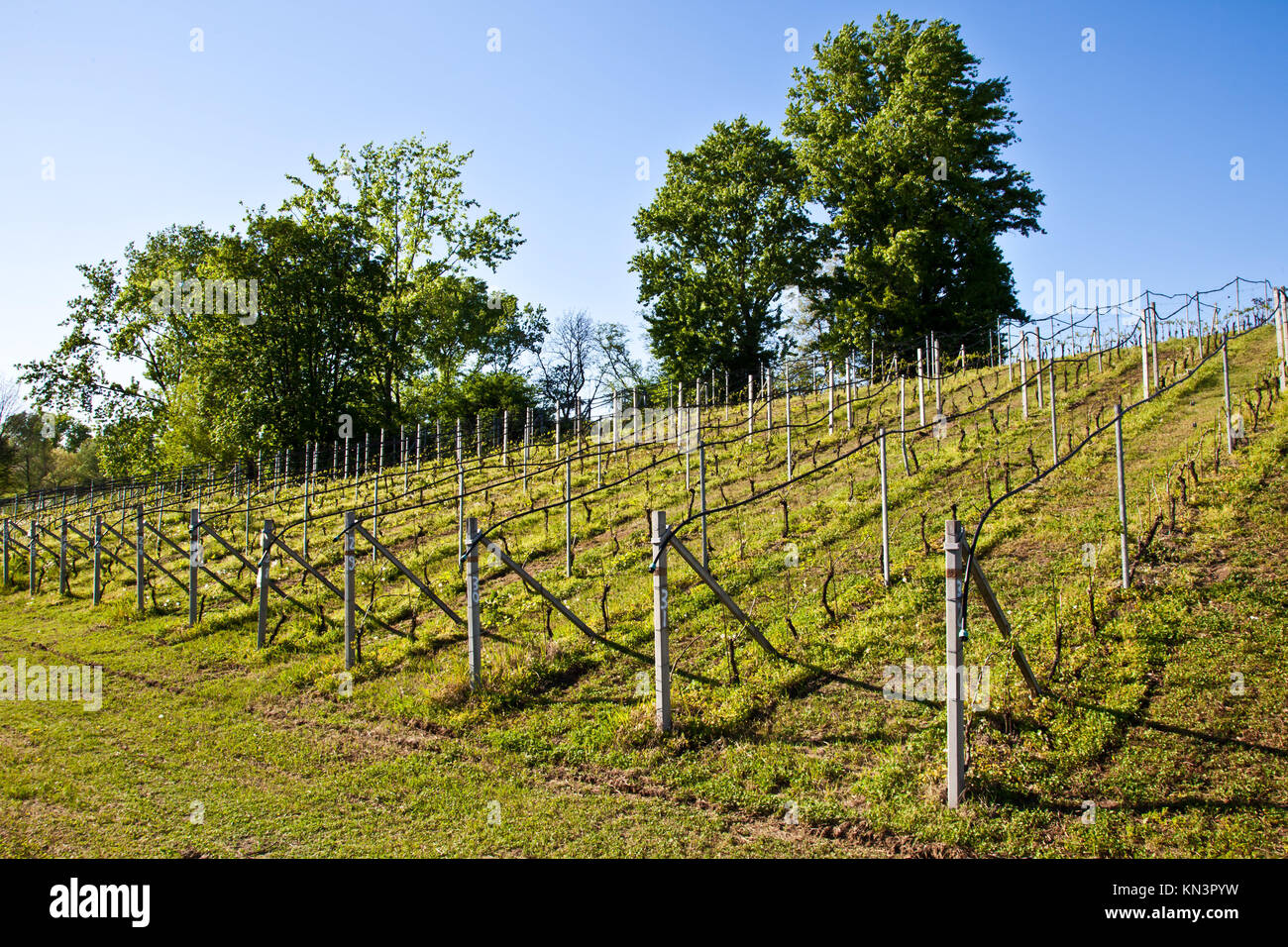 Vineyard drip irrigation hires stock photography and images Alamy