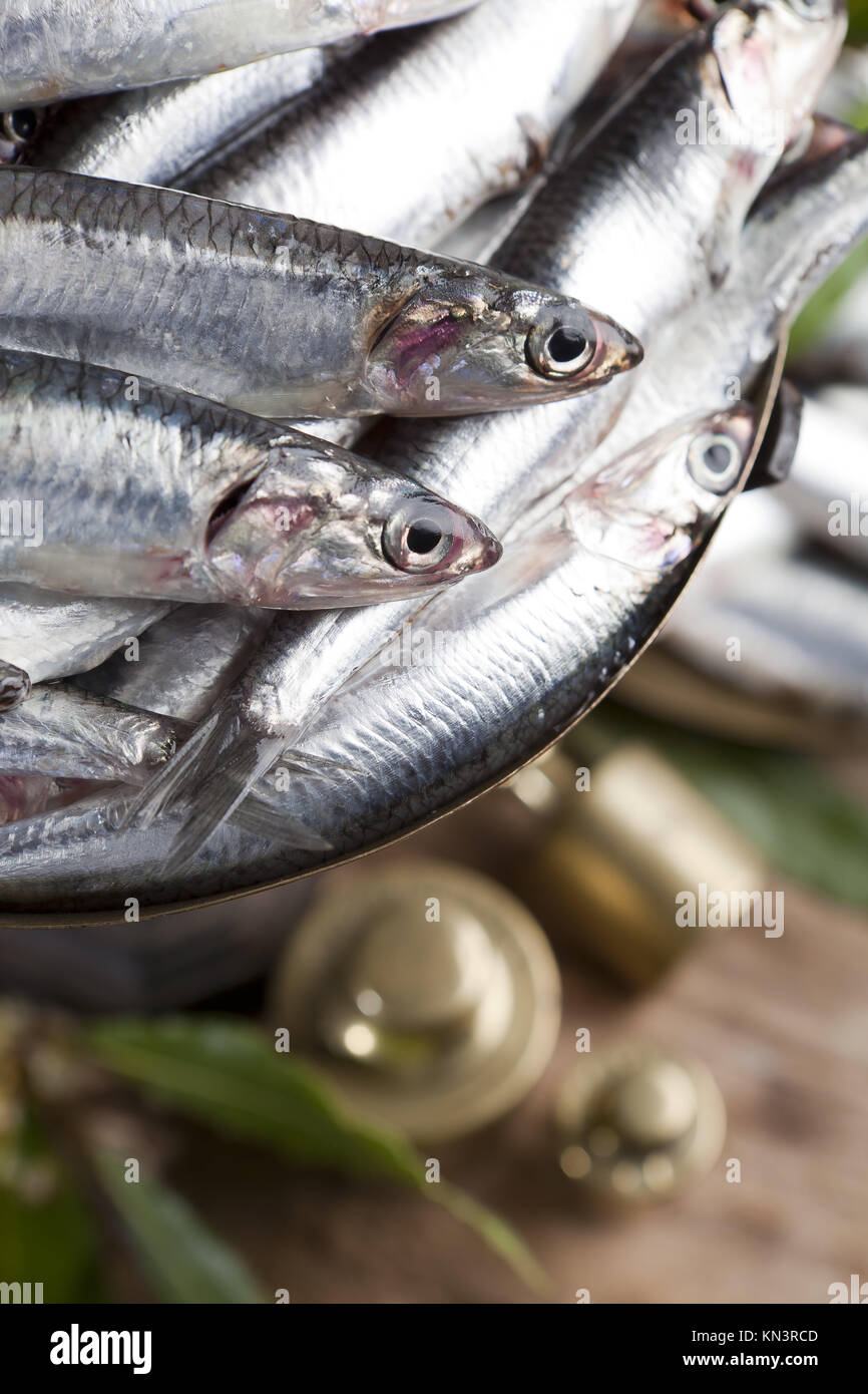 Closeup of anchovies weighing on scale Stock Photo Alamy
