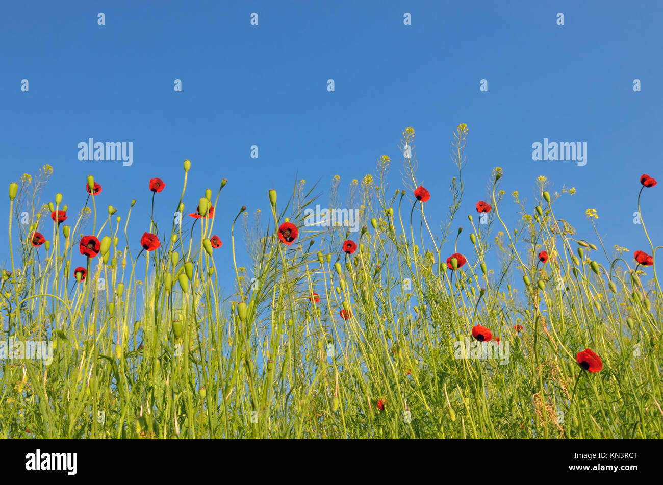 Summer landscape, poppy flowers filed and perfect blue sky Stock Photo ...