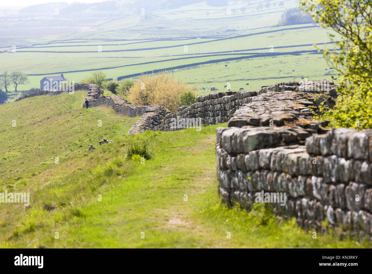 Hadrian's wall, Northumberland, England Stock Photo Alamy
