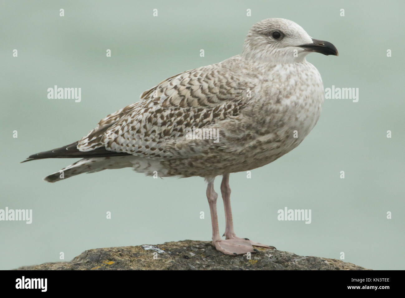Juvenile herring gull larus argentatus portrait sea seaside hires