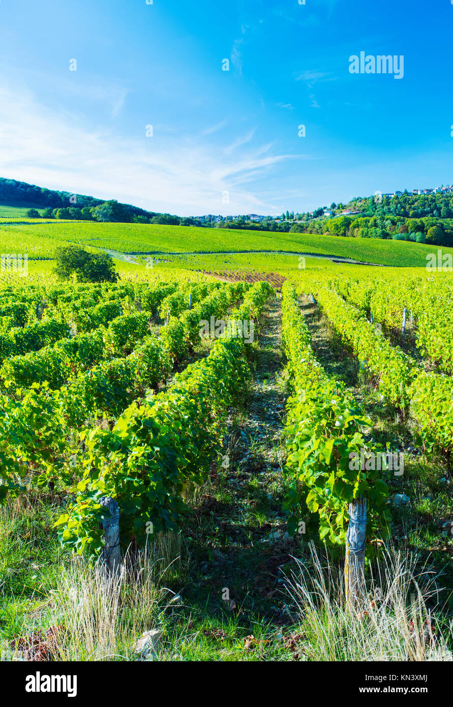 The vineyards of Gitton Père & Fils in Sancerre in The Loire Valley in central France Stock Photo