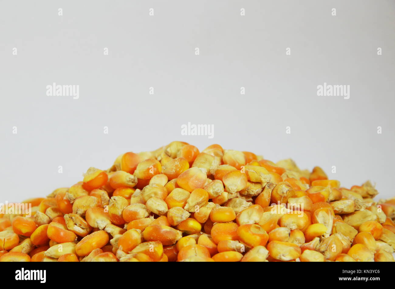 corn seed bulk on white background Stock Photo Alamy