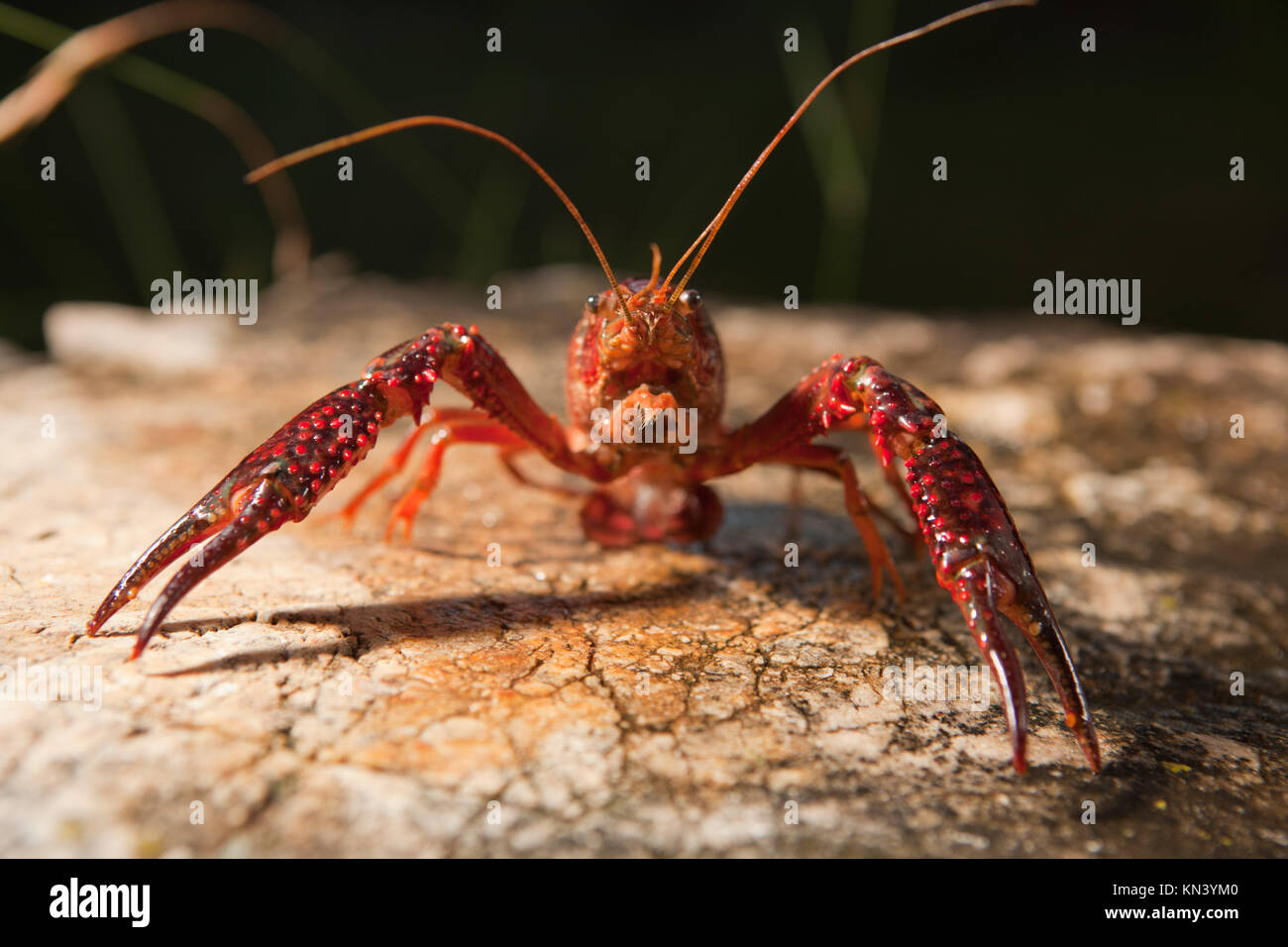 Portrait of procambarus clarkii, a freshwater crayfish species, native to the Southeastern United States, but found also on Europe, where it is an Stock Photo