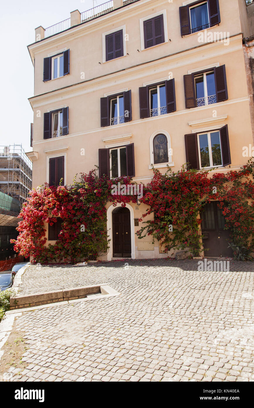 Flame Red Bougainvillea Vine Growing On A House In Rome - 