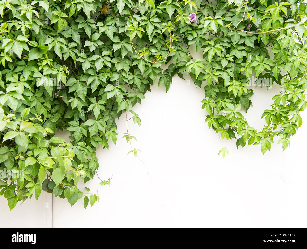 ivy leaves isolated on a white background Stock Photo - Alamy
