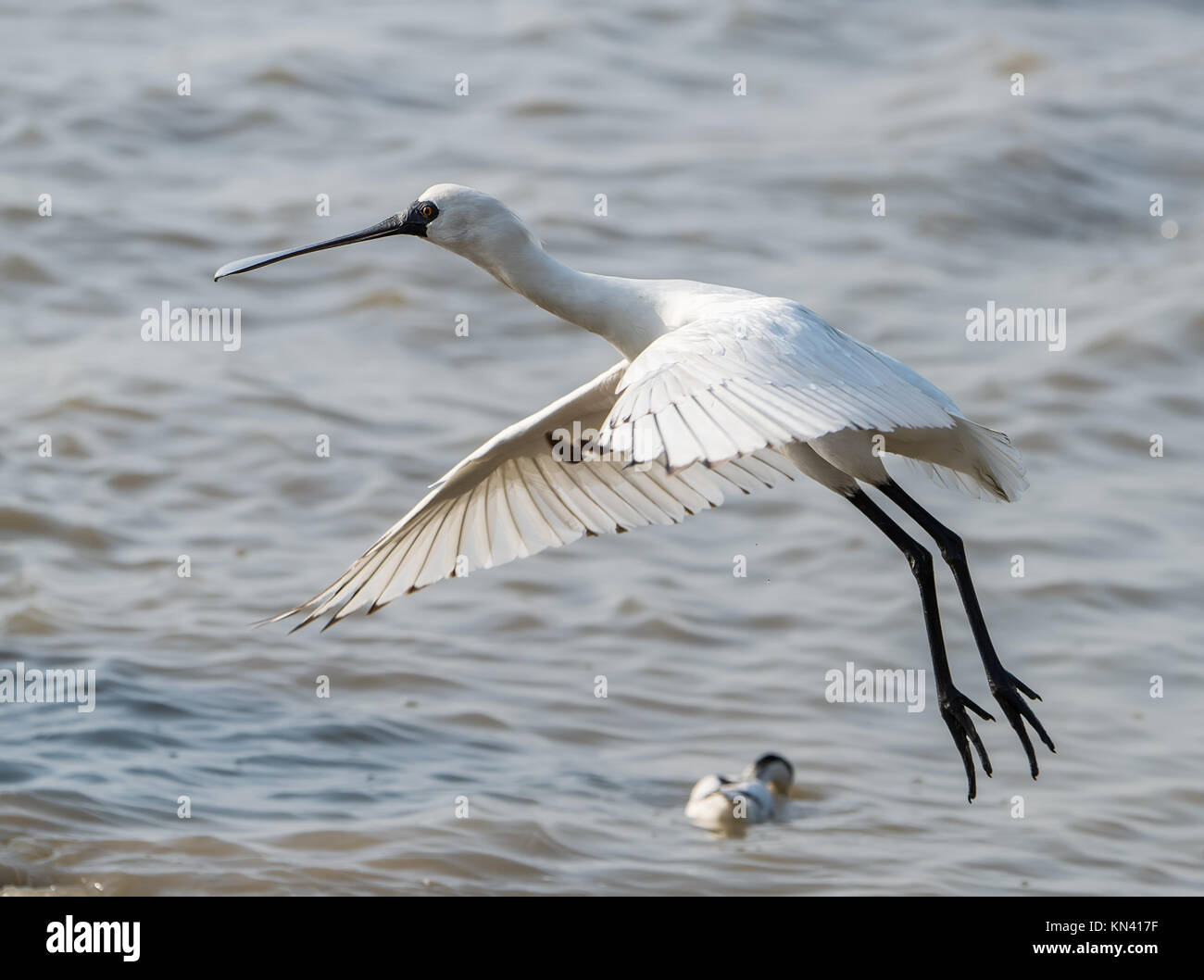 Black-faced Spoonbill in waterland Stock Photo