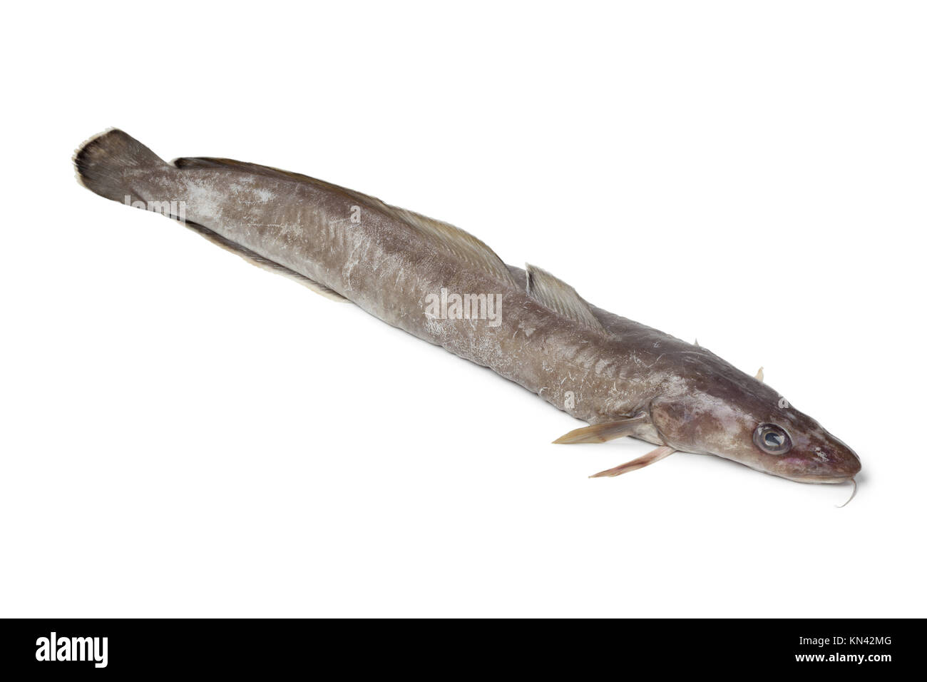 freshwater ling fish