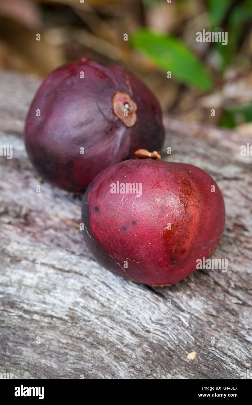 Native Mangosteen (Garcinia warrenii) ripe fruit. Cow Bay. Daintree National Park. Queensland. Australia. Stock Photo