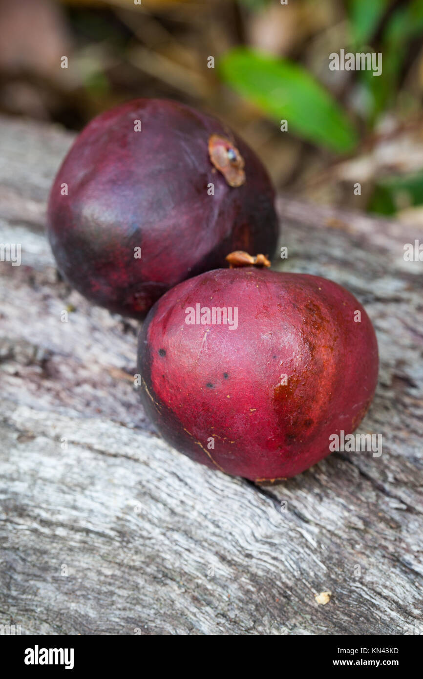 Native Mangosteen (Garcinia warrenii) ripe fruit. Cow Bay. Daintree National Park. Queensland