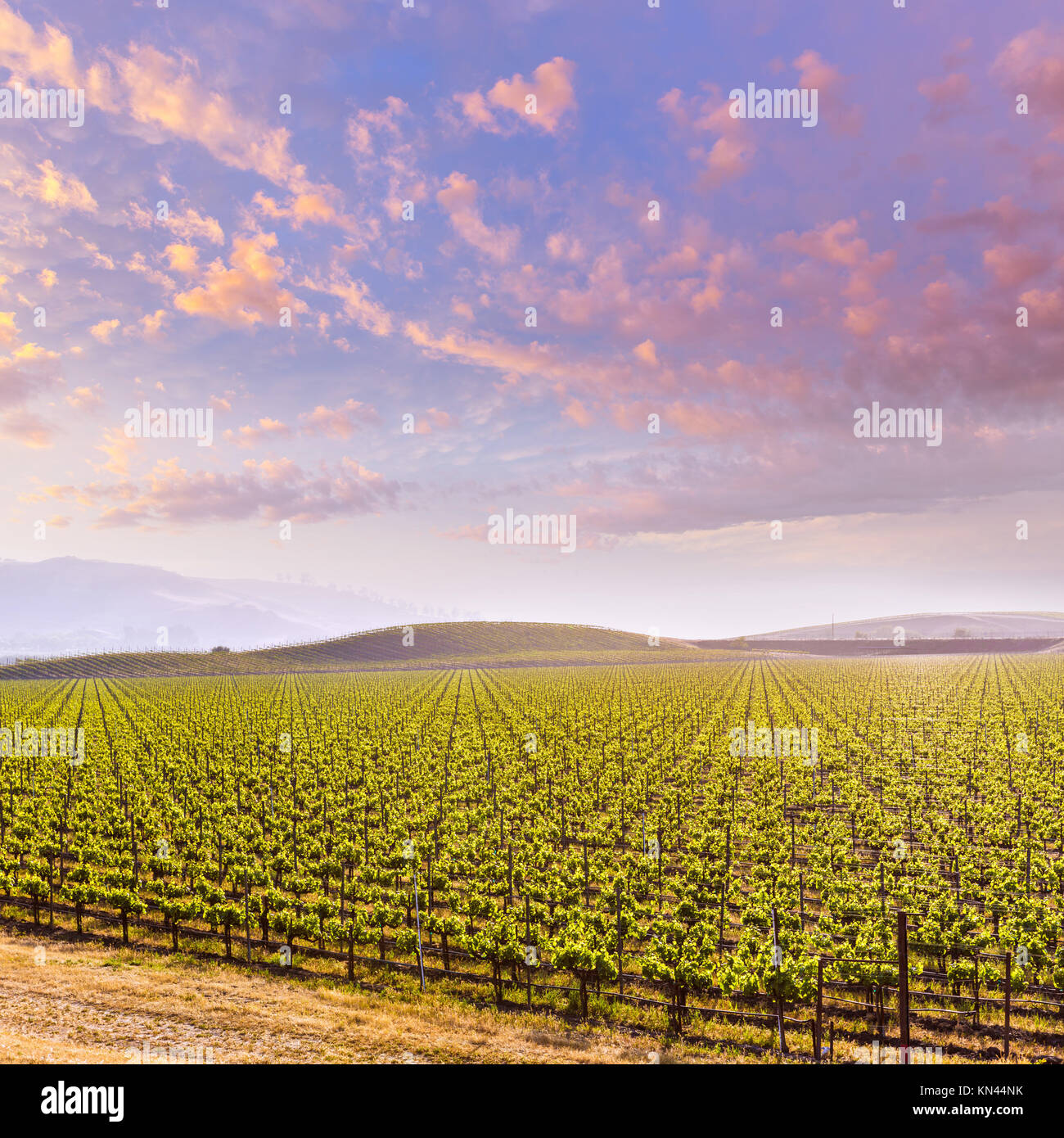 California vines vineyard field at sunset in US Stock Photo Alamy