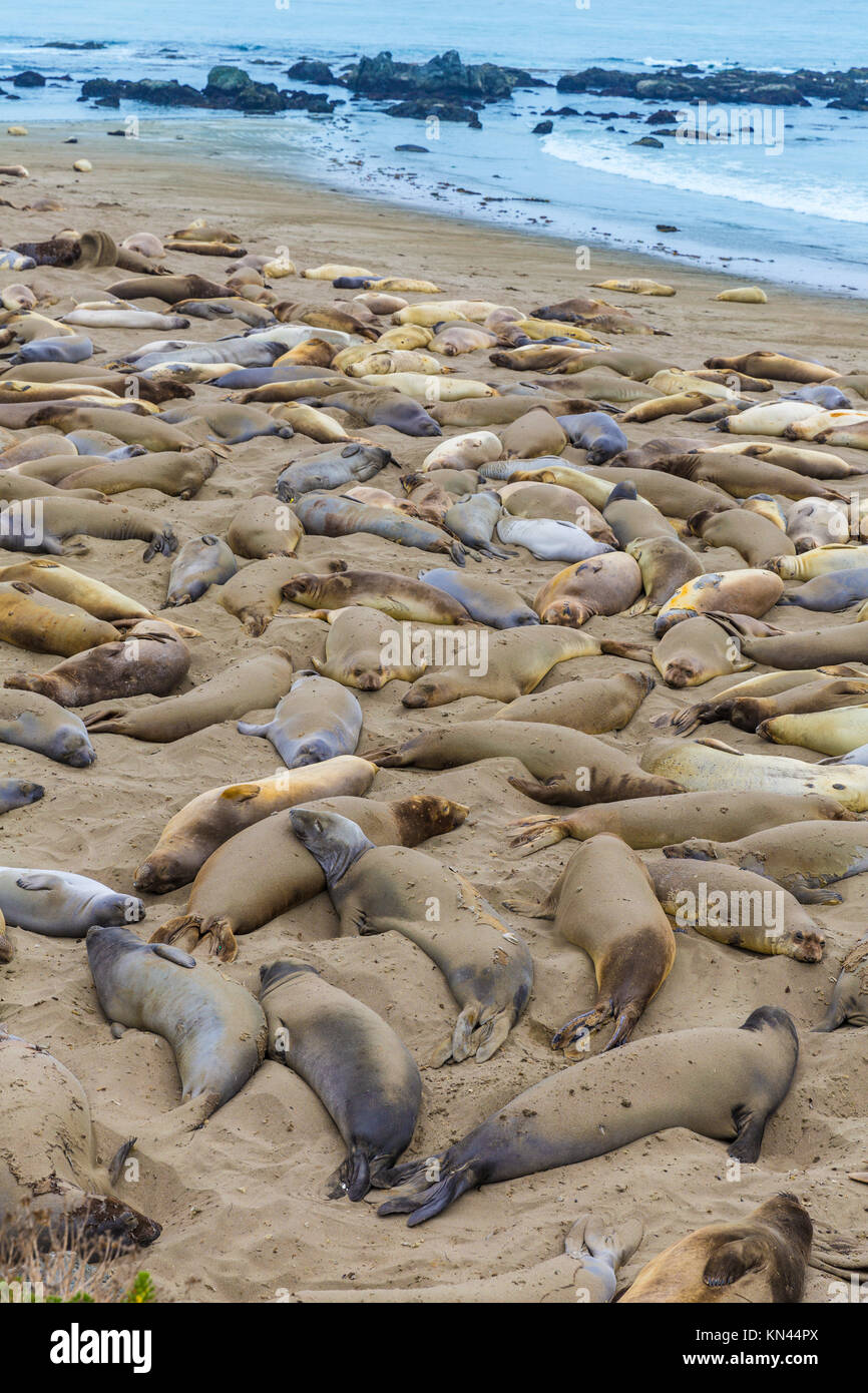 California Elephant Seals in Piedras Blancas point in South Big Sur inn