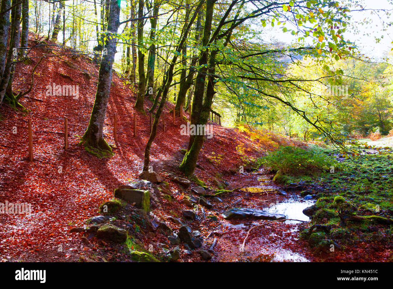 Autumn Selva de Irati fall beech jungle in Navarra Pyrenees of Spain. Stock Photo