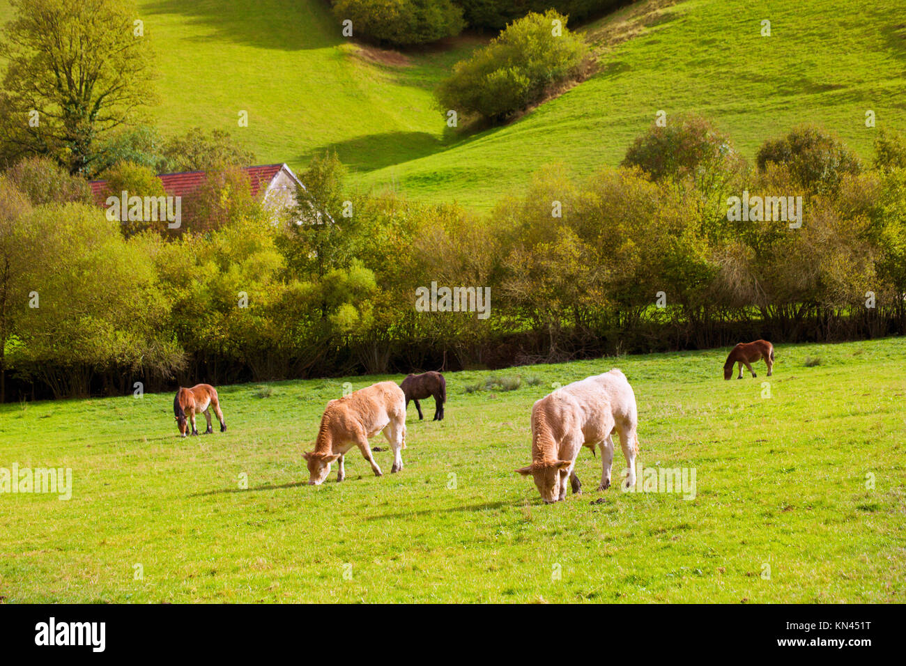 Cows grazing in Pyrenees green autumn meadows at Navarra Spain. Stock Photo