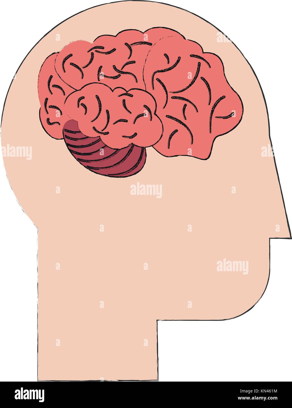Human brain isolated Stock Vector Image & Art - Alamy
