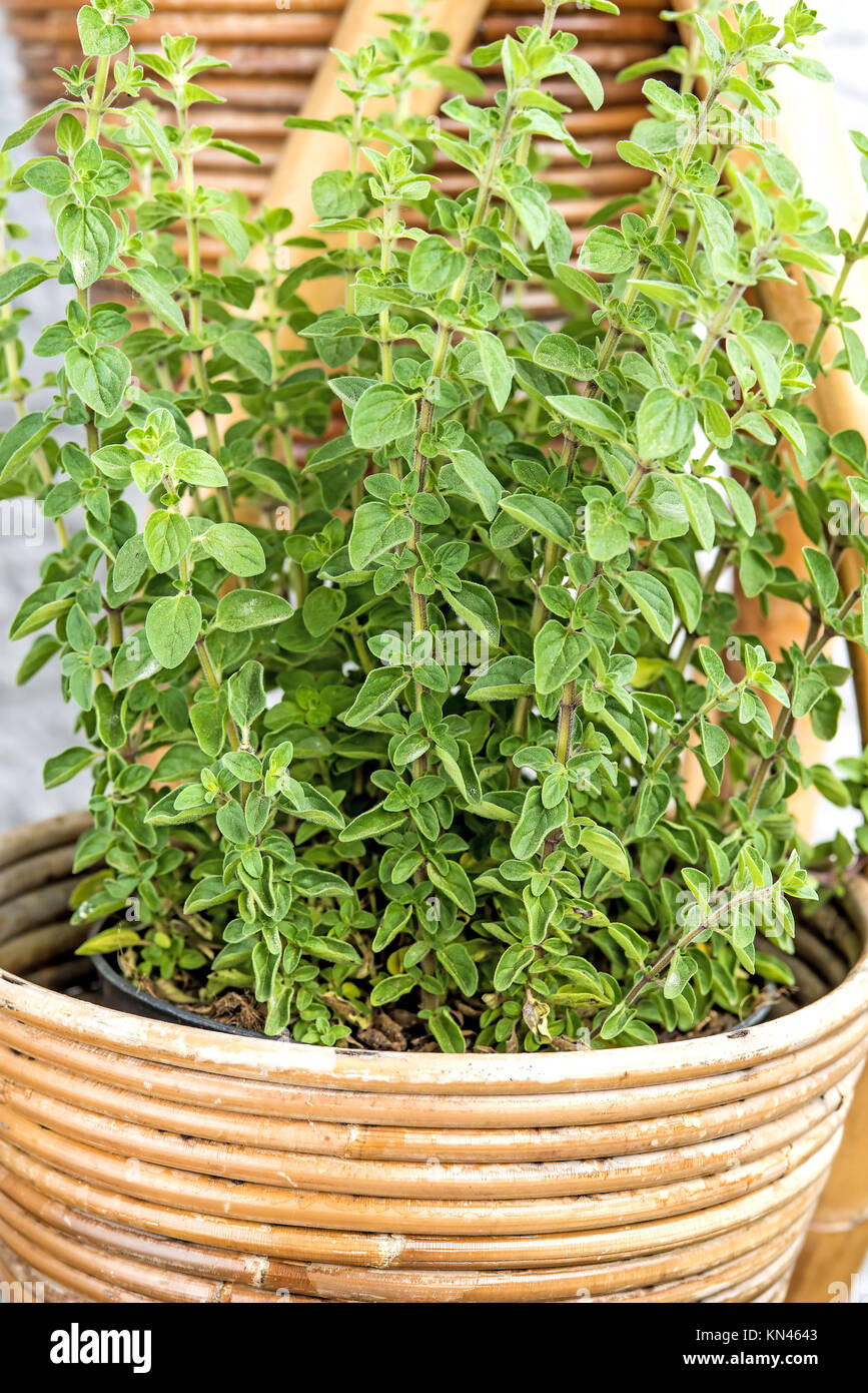 Marjoram in morning sun Stock Photo Alamy
