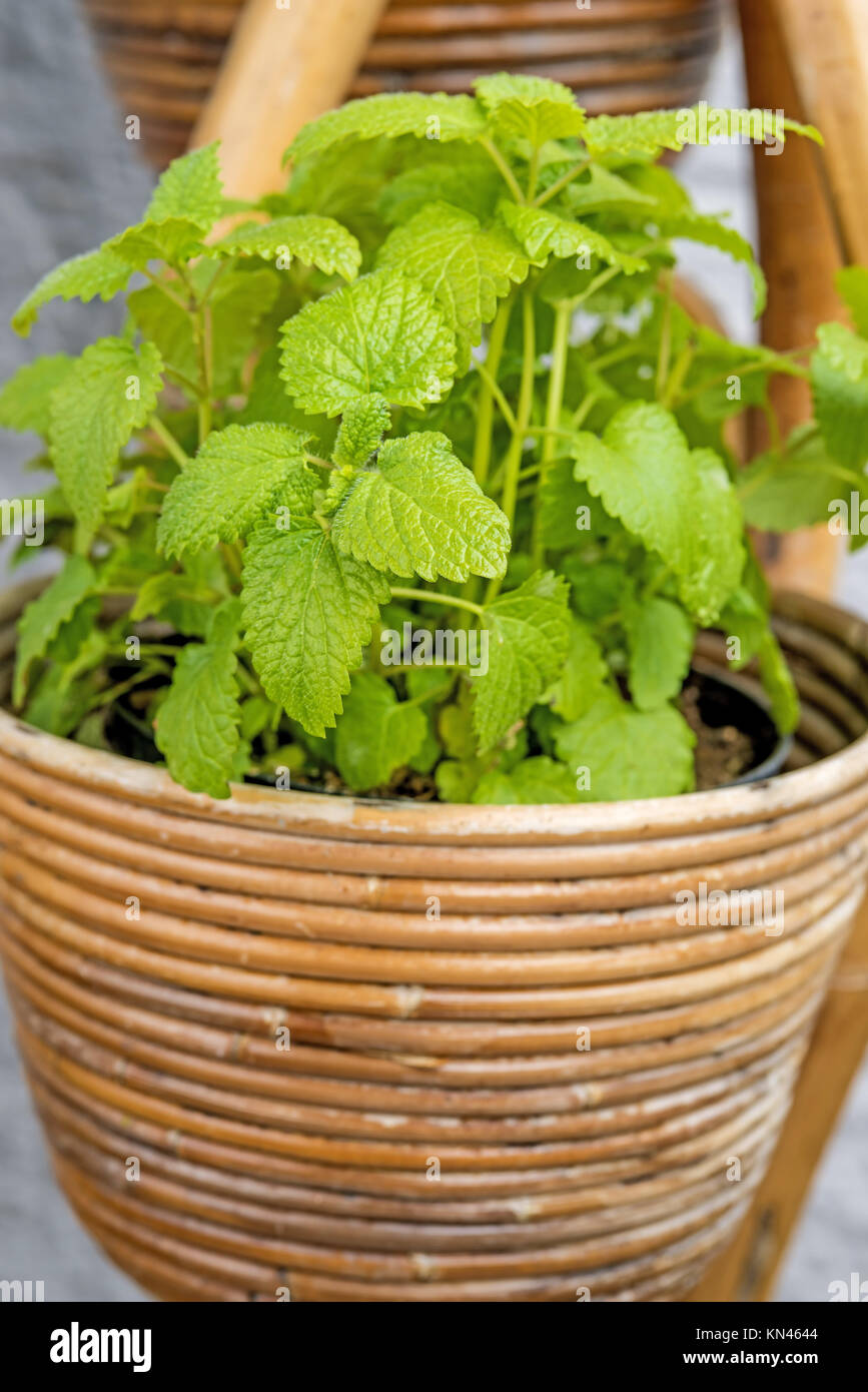 Balm, medicinal plant Stock Photo Alamy